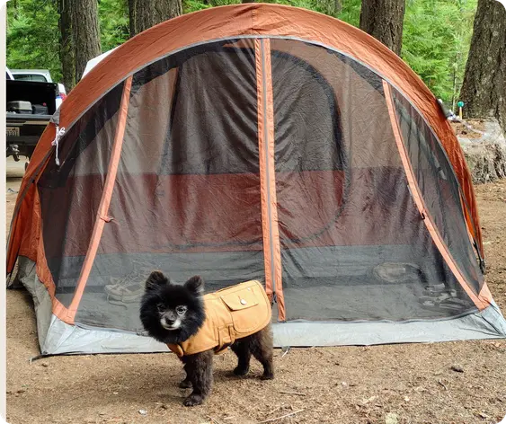 A loyal dog patiently waits in front of a colorful tent, ready for an adventure in the great outdoors.