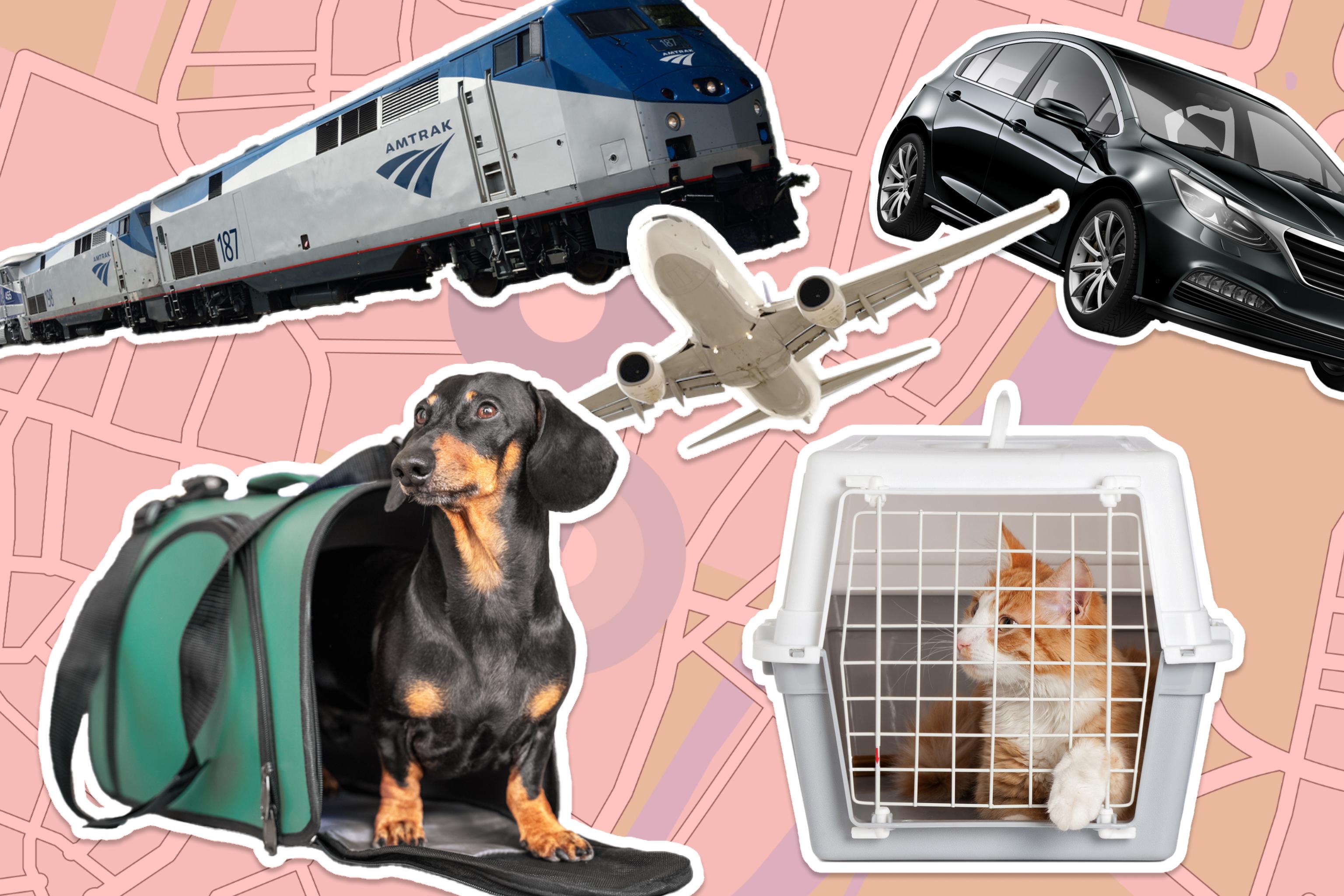 Collage of a train, plane, car, dog in a carrier, and cat in a carrier against a map background.