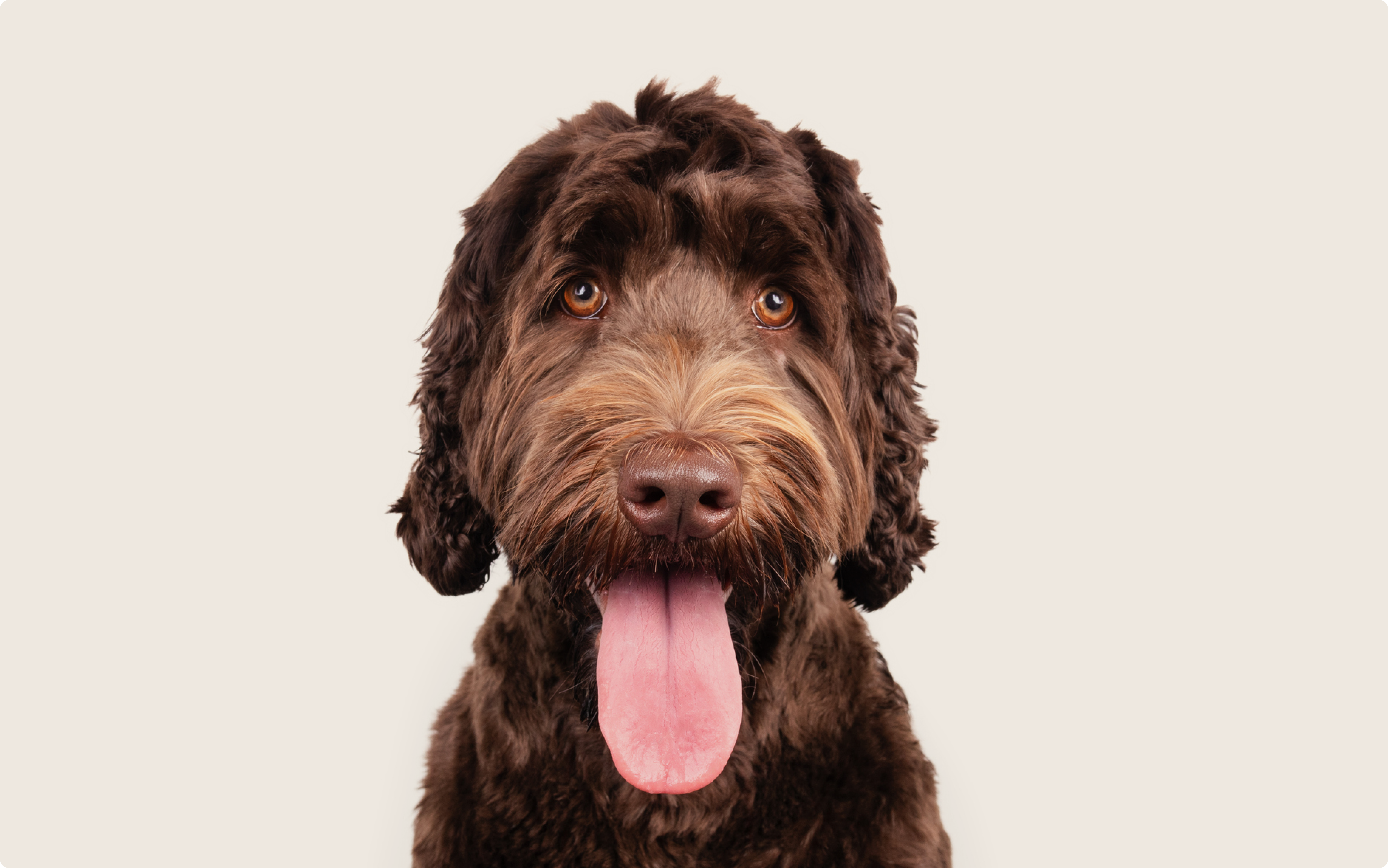 Labradoodle