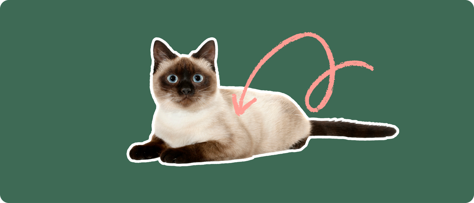 A Thai cat cut out with a white outline, with a pink arrow pointing to the center of it's body, on a solid green background
