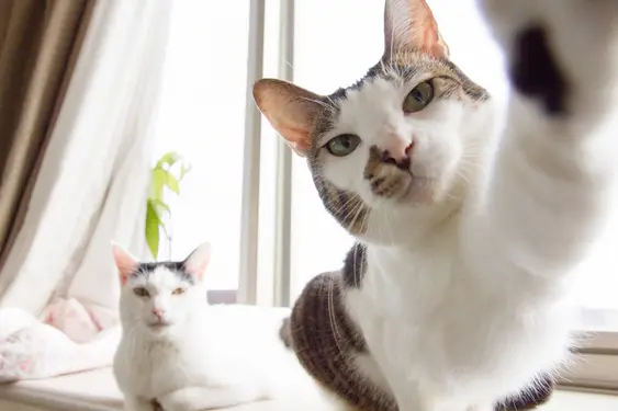 Two cats look into the camera, one has their paw up on the lens