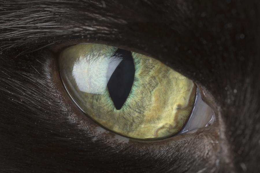 A closeup of a cat's eye - the cat has black fur and their eye is green