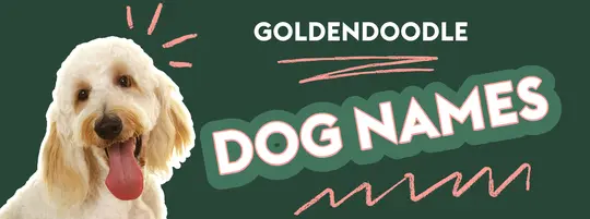 "goldendoodle dog names" in bold font, white and pink on green background, in the style of a cartoon, cute gold doodle dog with tongue out in the corner of the photo, colorful design elements, simple design, white border around the text