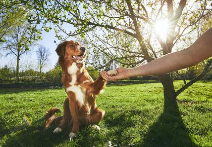 Person holding dogs paw