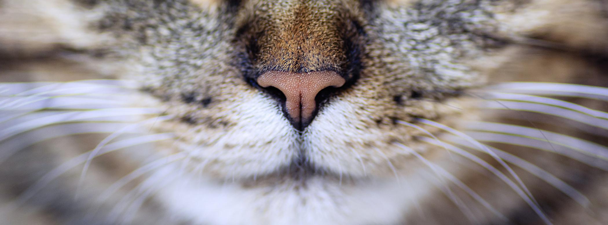 Cat face close up. Portrait of a young tabby cat, macro shot. Selective focus. Close up.