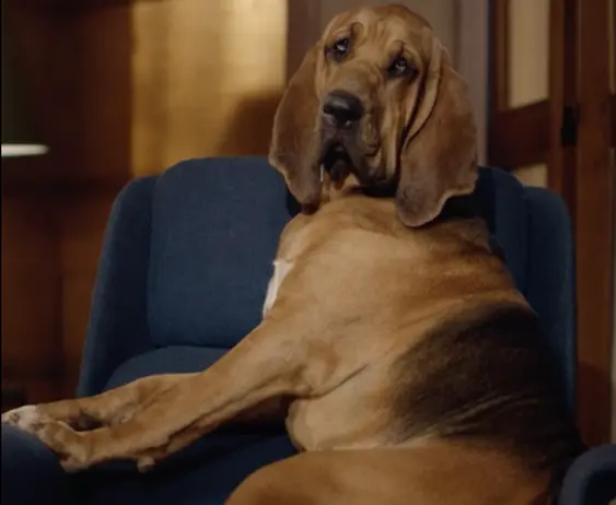 DixieBloodhound