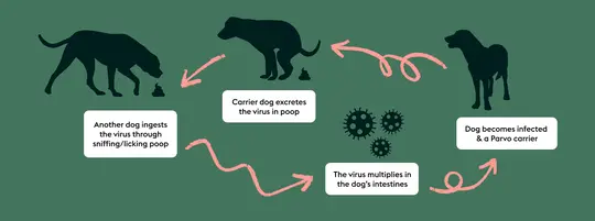 Diagram depicting the parvo virus spread. Three black dogs silhouetted over green background.