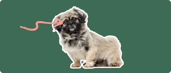 Image of a brown-and-black Pekingese with a pink arrow drawn to its eye
