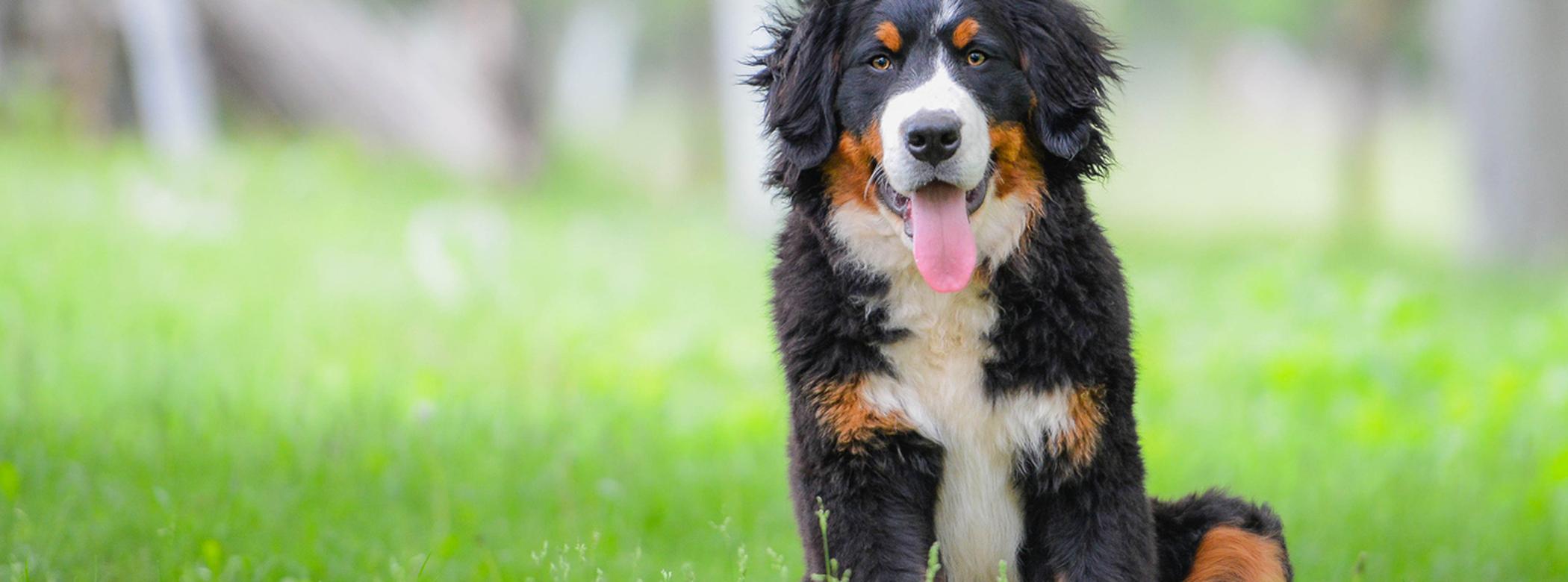 Bernese Mountain dog sitting on the grass