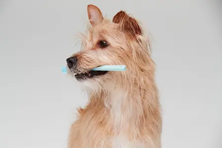Terrier Dog Holding a Toothbrush