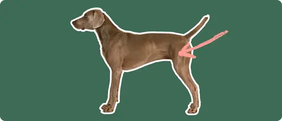 Image of a brown Weimaramer with a pink arrow drawn to its hip