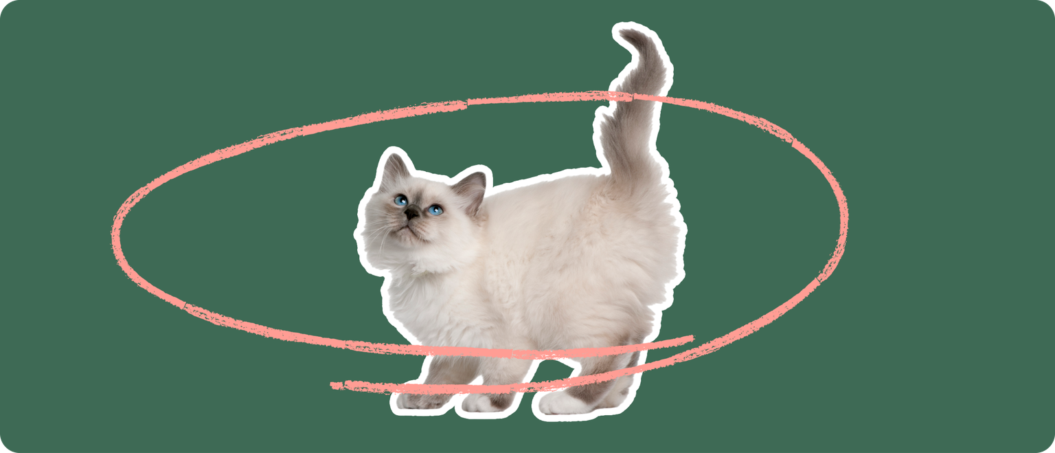 Birman