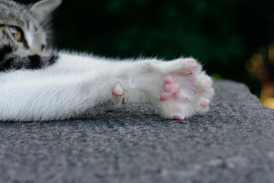 cat with paw outstretched on gray carpet