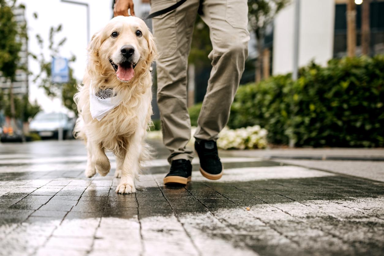 Golden Retriever with mouth open on a walk outside