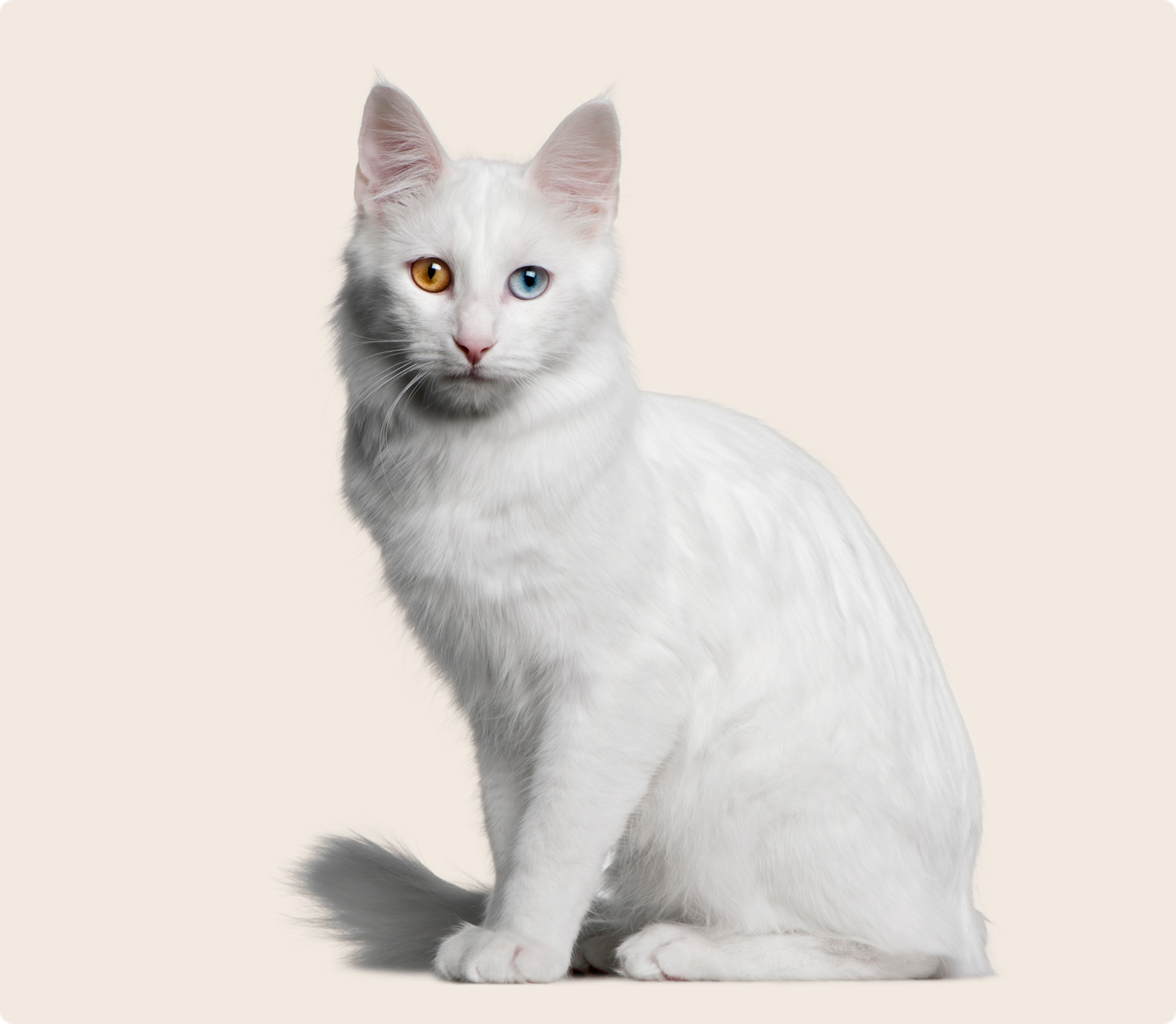 A white Turkish Angora cat with one brown eye and one blue eye on a beige background