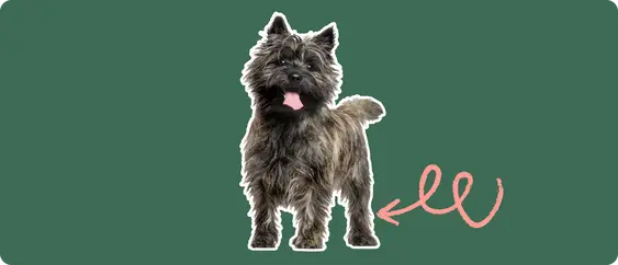 A black Cairn Terrier standing, cut out with a white outline, with a pink arrow pointing to it's back leg, on a solid green background