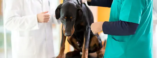 A dog at the vet