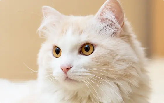 Close up of a fluffy white Turkish Angora cat, with brown eyes