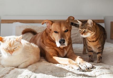 A dog lying between two cats on a bed