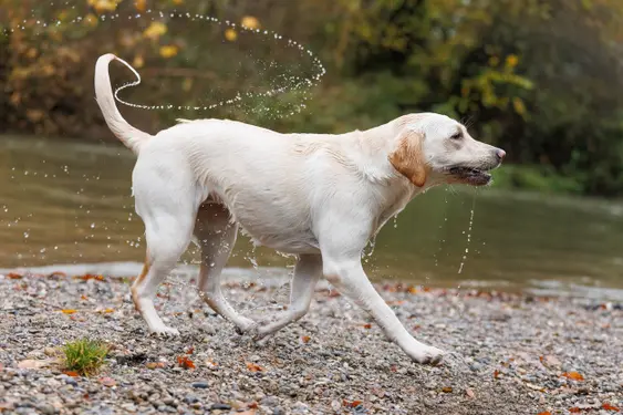 Labrador Retriever dog shaking off water next to lake