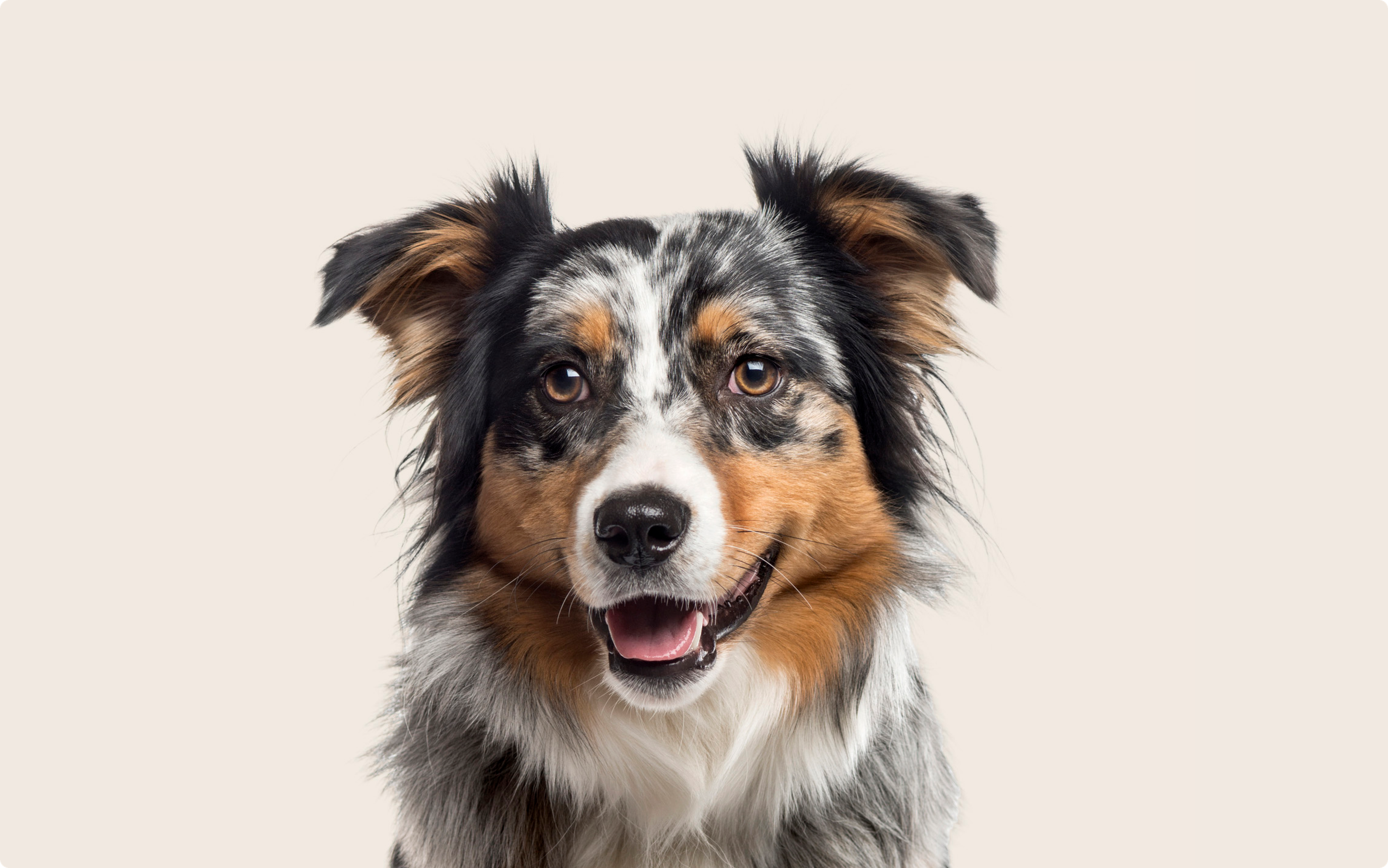 Australian Shepard