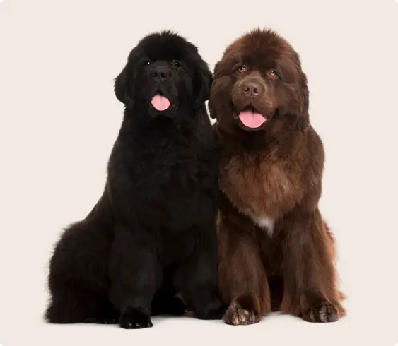 Image of a black Newfoundland and a brown Newfoundland