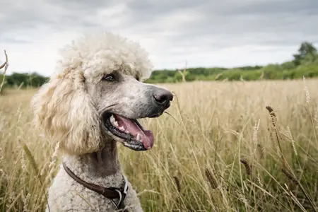 Poodle in a field