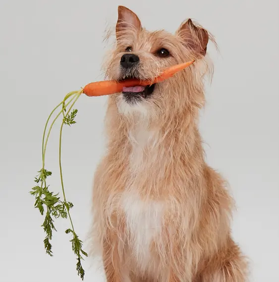 Terrier holding a carrot 