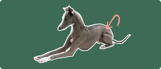 Image of a grey Italian Greyhound lying down with a pink arrow drawn to its hip
