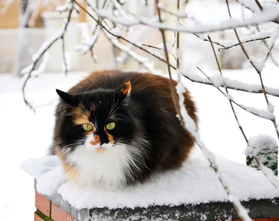 A Ragamuffin curls up in the cold in the snow