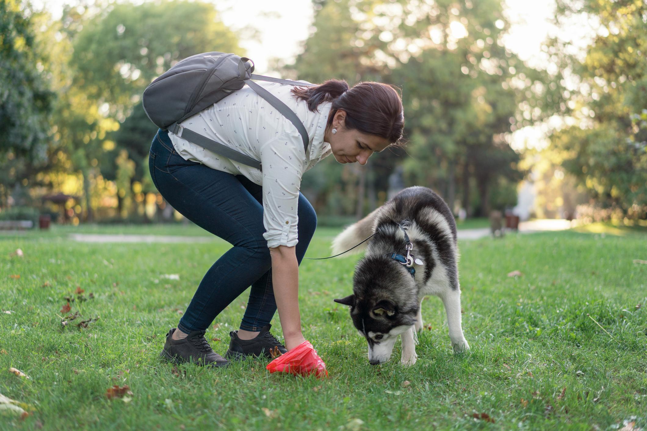 Woman picking up her Huskie's poop with a red bag