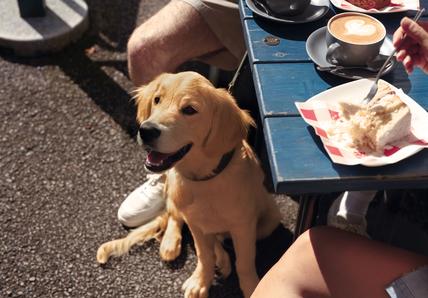 Image of a Golden Retriever sat outside