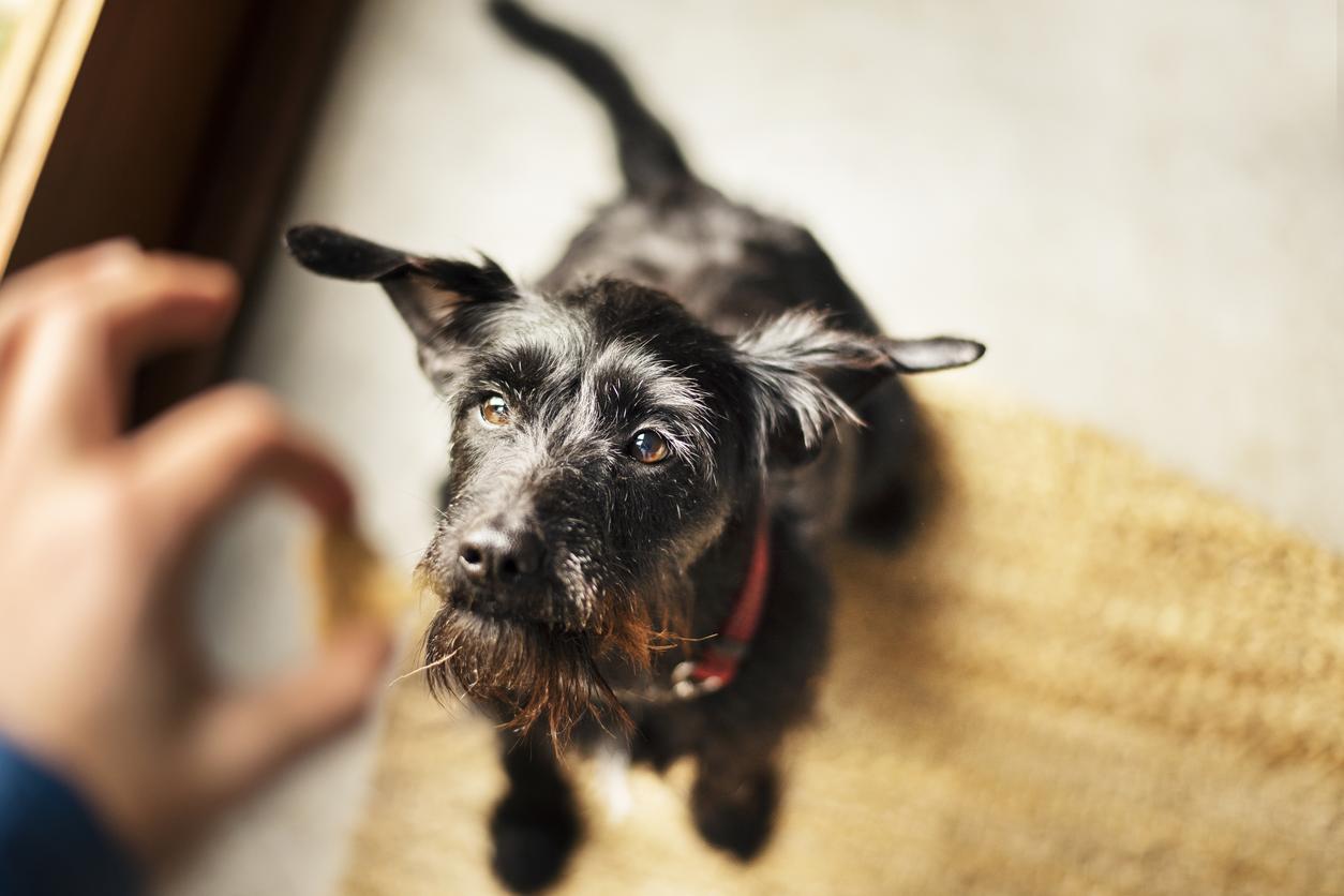 A dog stands on their hind legs as they rise up to take a treat from a person's hand