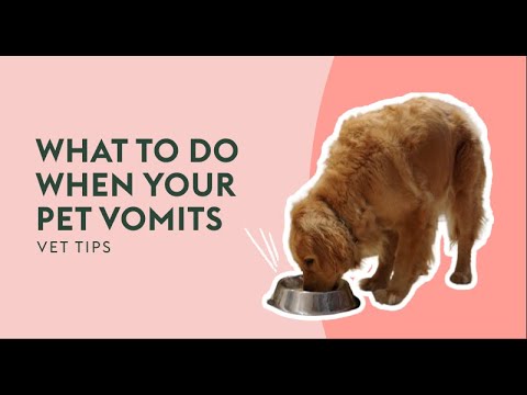 What To Do When Your Pet Vomits | Vet Tips