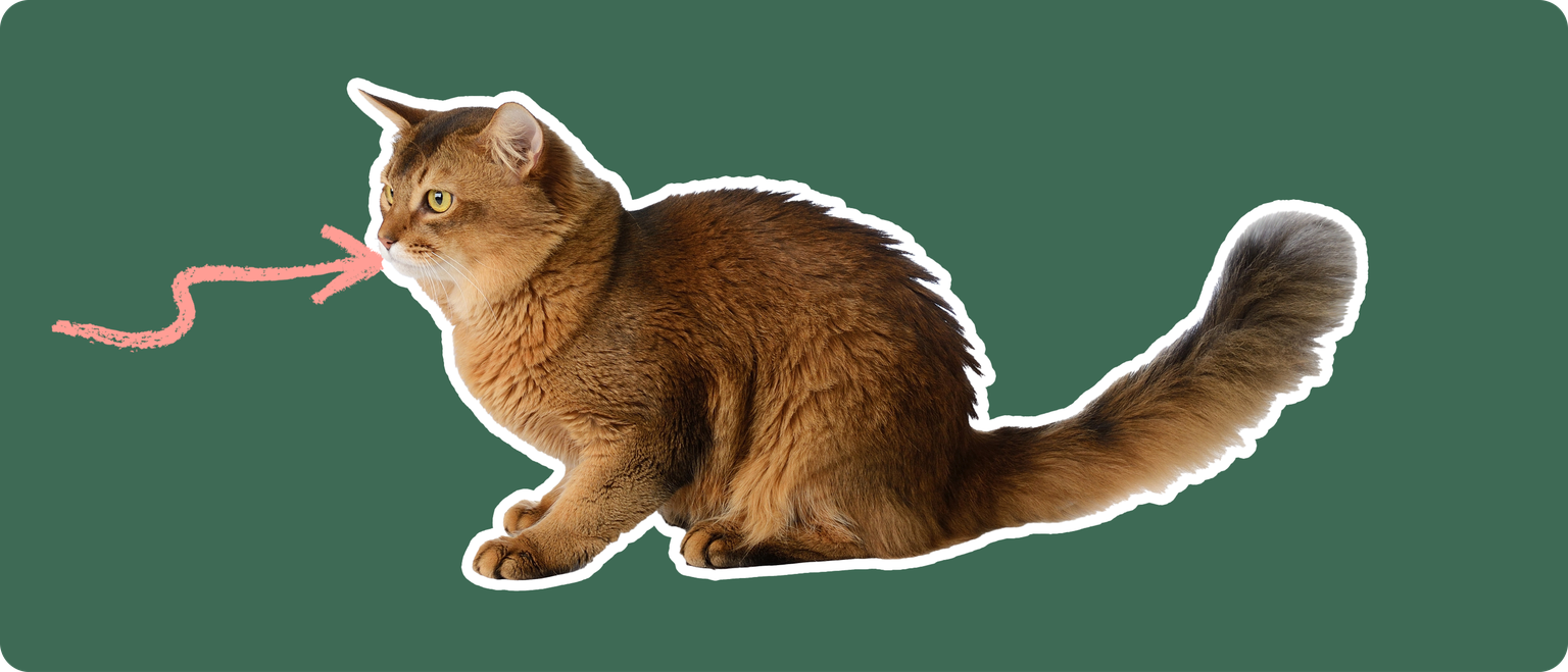 A sideview of a Somali cat cut out with a white outline, with a pink arrow pointing to it's mouth, on a solid green background