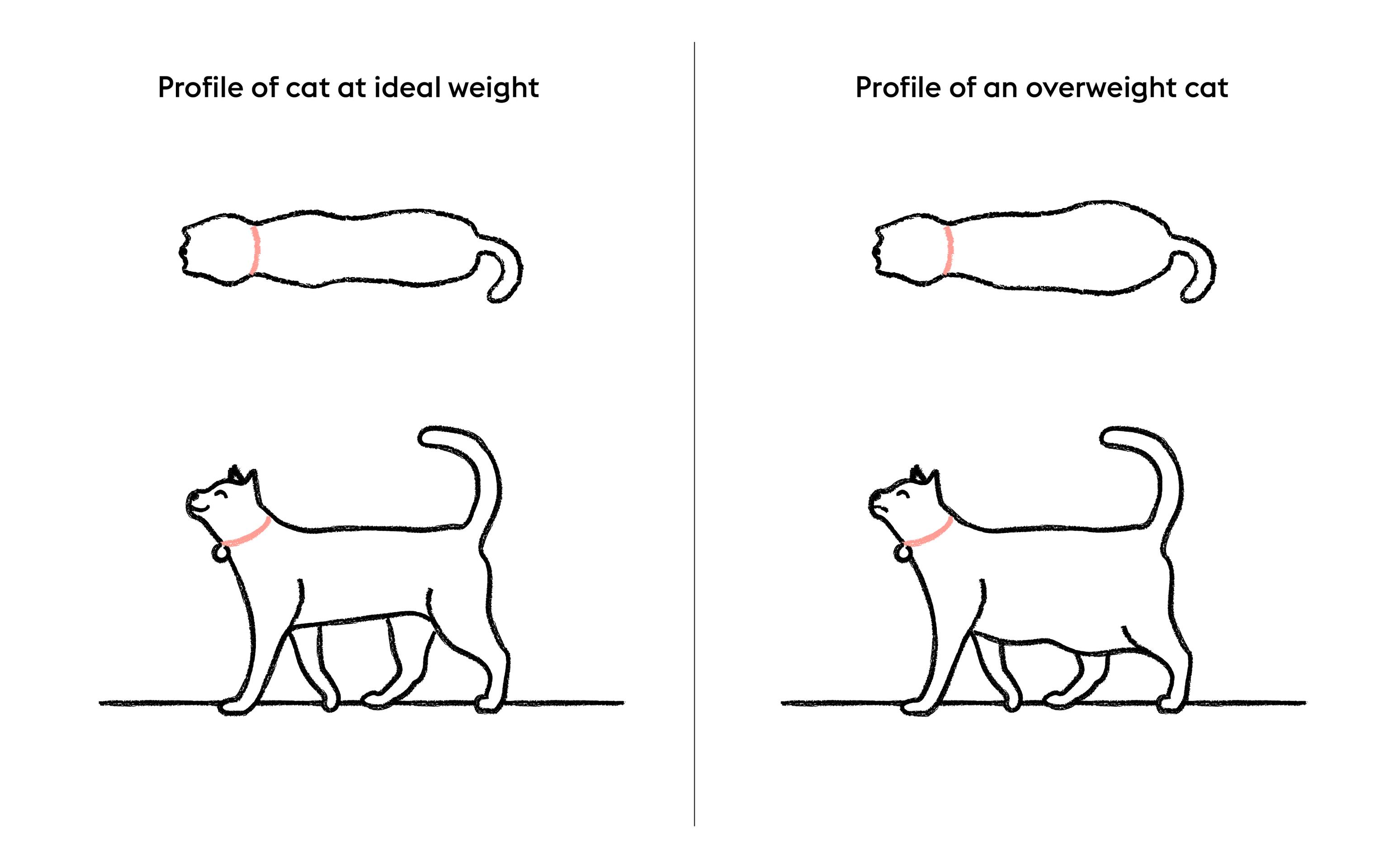 Two profiles (each a top view and side view) of a cat sit side by side. The one on the left shows a cat at an ideal weight; the one on the right shows an overweight cat.
