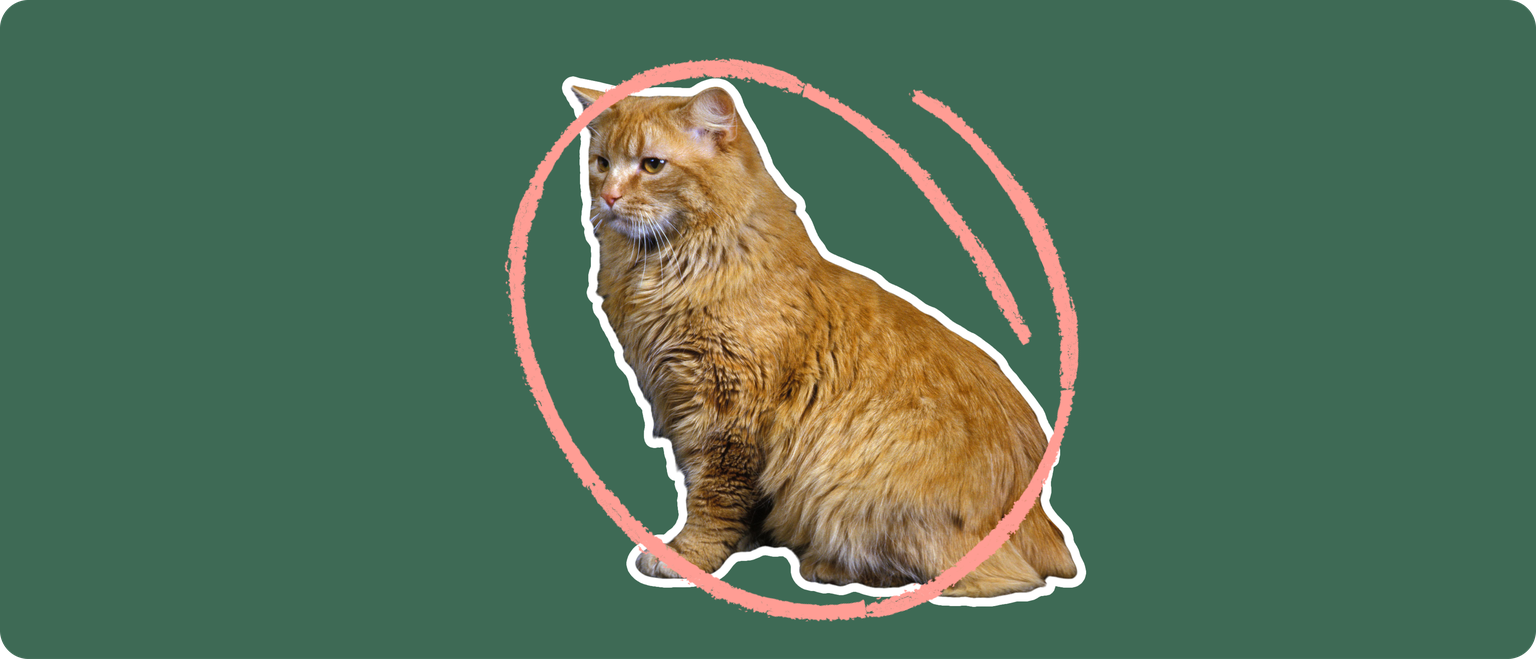 A long-haired orange cat with no tail, cut out with a white outline and a pink circle around it's body, on a solid green background