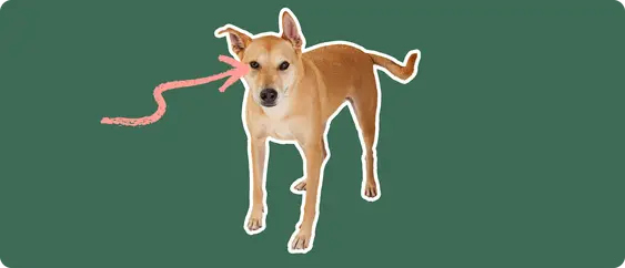 Carolina Dog with a pink arrow drawn to its eye