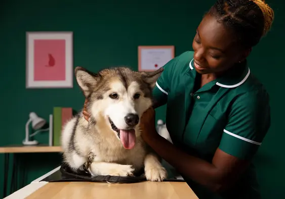 a vet nurse examines an Alaskan Malamute on a table