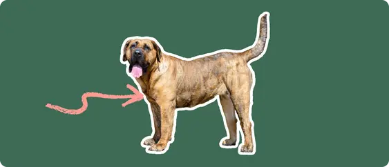 Presa Canario