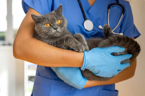 Grey cat with orange eyes in a vet's arms