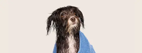 How often should you wash your dog
