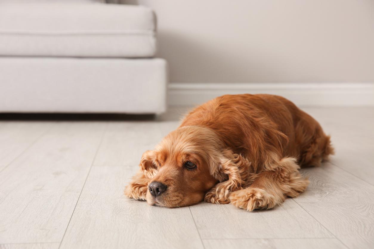adult Cocker Spaniel dog lying on warm floor indoors