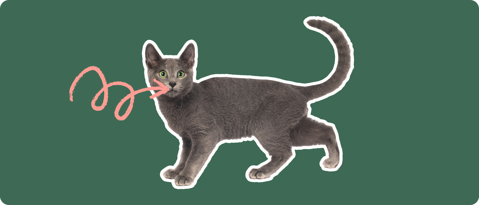 Russian Blue