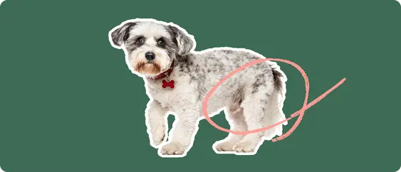 A white and grey schnoodle dog cut out with a white stroke, on a green background, with a pink circle around it's back hip