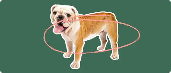 Old English Bulldoge with a pink circle drawn around its body