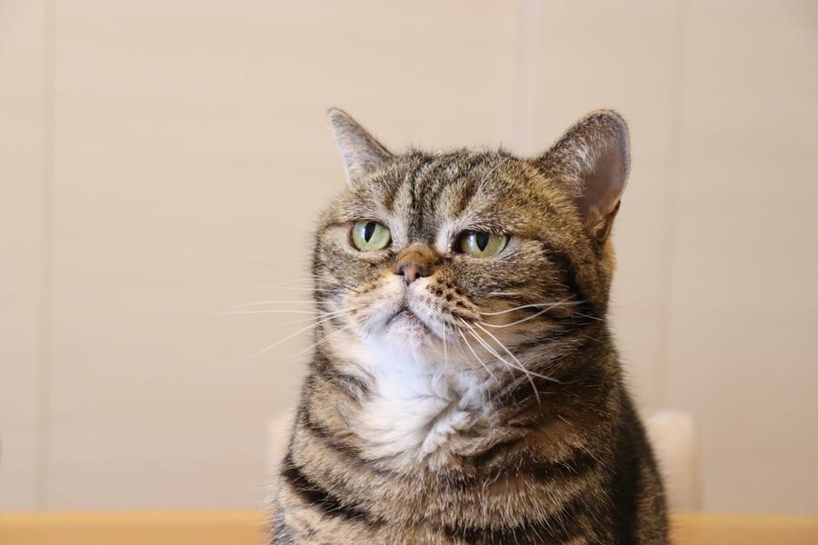 A cat stares off slightly to the side with a humorous, tired expression