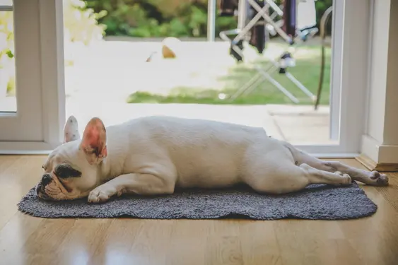 Image of a Bulldog laying down