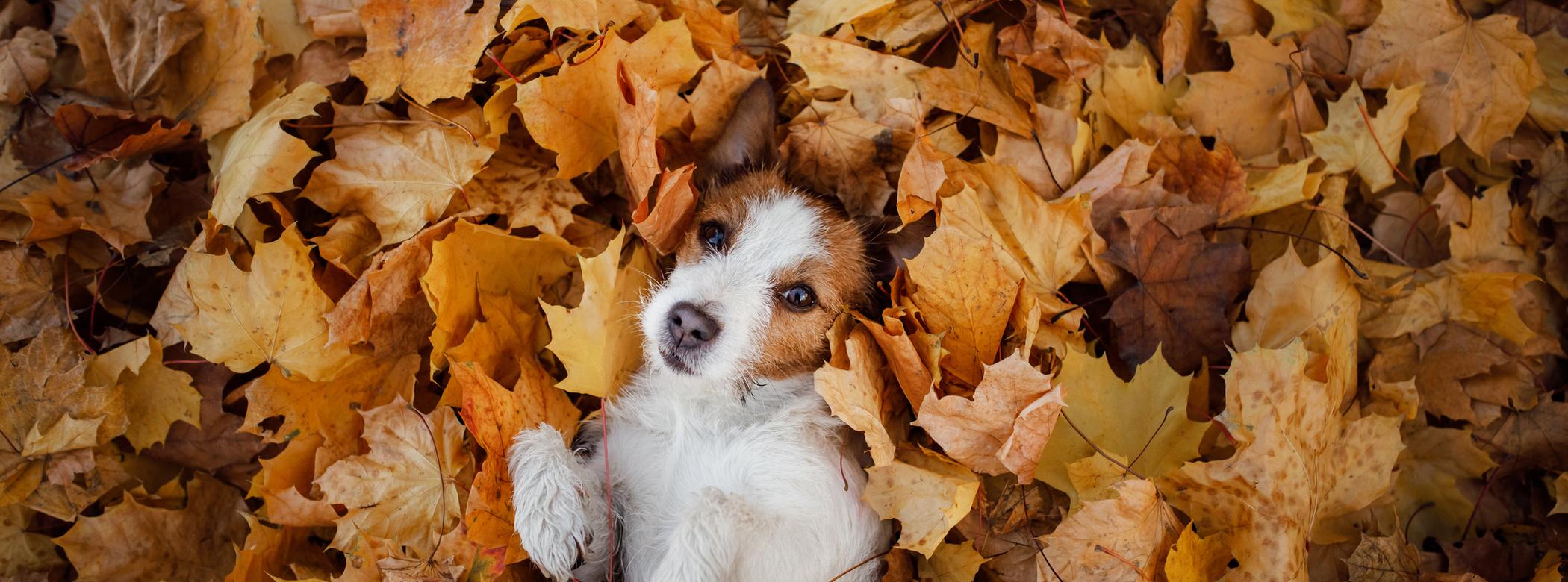An image of a brown-and-white Jack Russell on their back surrounded by brown and orange autumn leaves