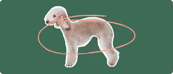 The side profile of a Bedlington Terrier, cut out with a white outline, with a pink circle around it's body, on a solid green background